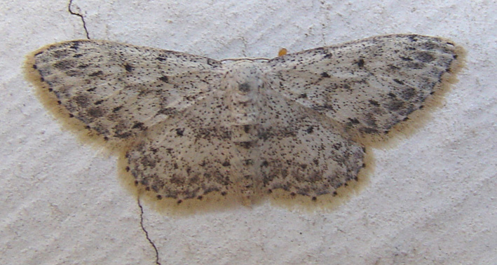 Una geometride da Olbia: Idaea seriata canteneraria